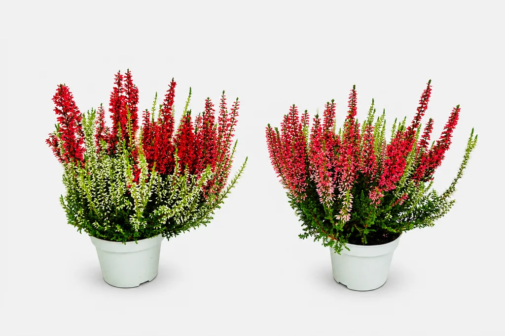 Calluna Twin