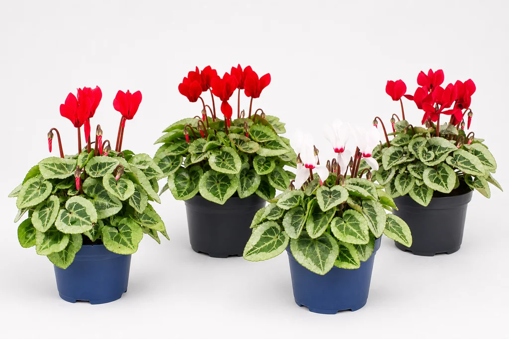 Cyclamen Outland
