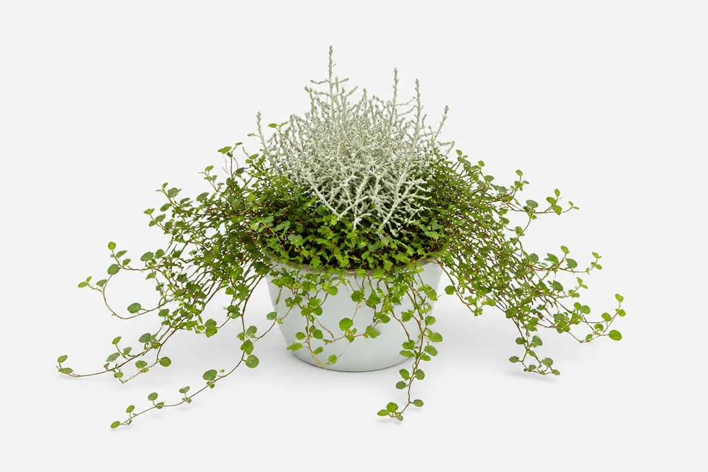 Mühlenbeckia