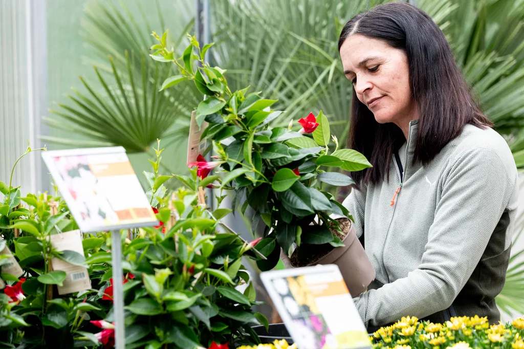 Mitarbeiterin der Salzachblume mit Pflanzen im Gewächshaus