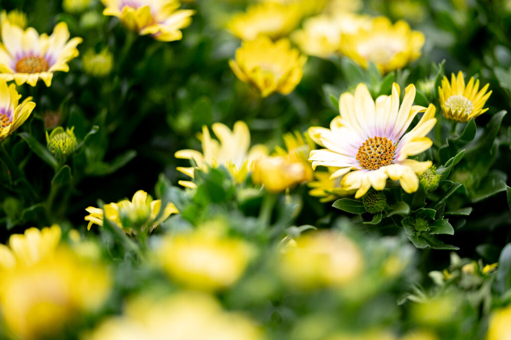 Salzachblume Pflanzenmarkt