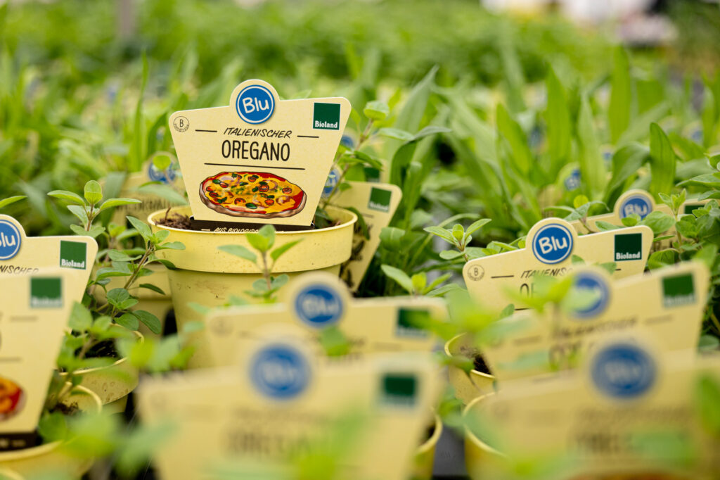 Frischer Oregano bei der Salzachblume