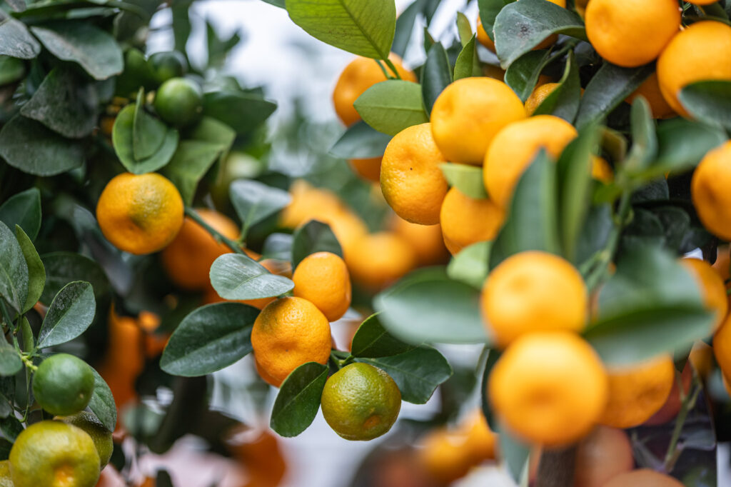 Zitrusfrüchte aus Italien