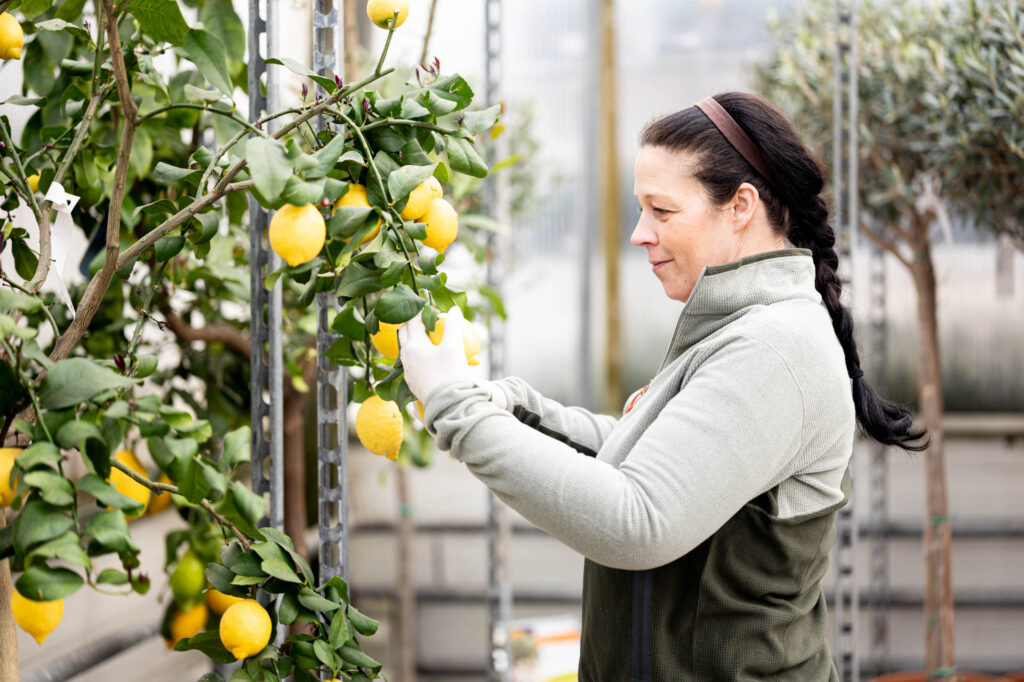 Baumschule in der Salzachblume