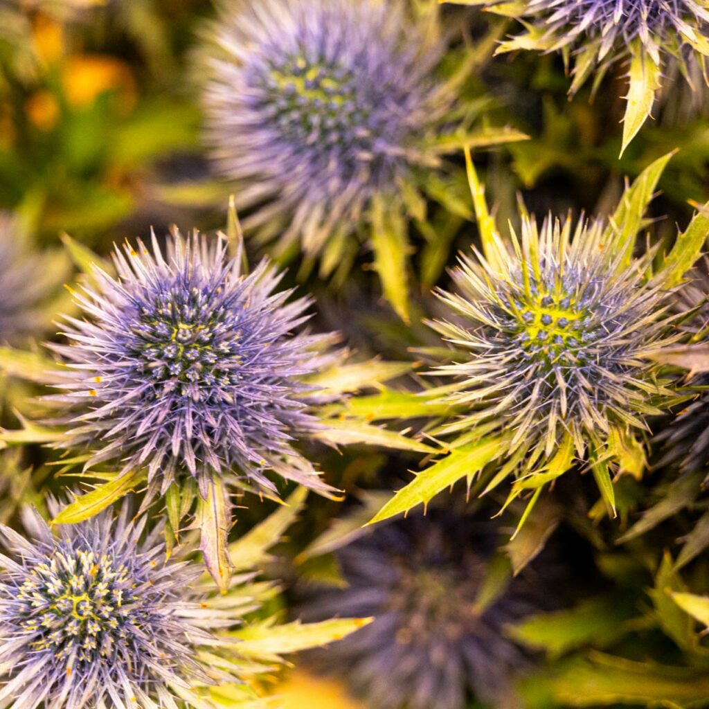 Salzachblume - Gärtnerei, Pflanzengroßmarkt, Dekorationshandel