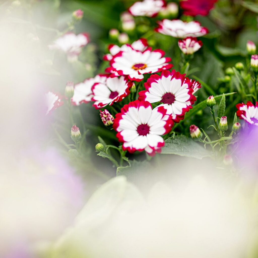 Salzachblume - Gärtnerei, Pflanzengroßmarkt, Dekorationshandel