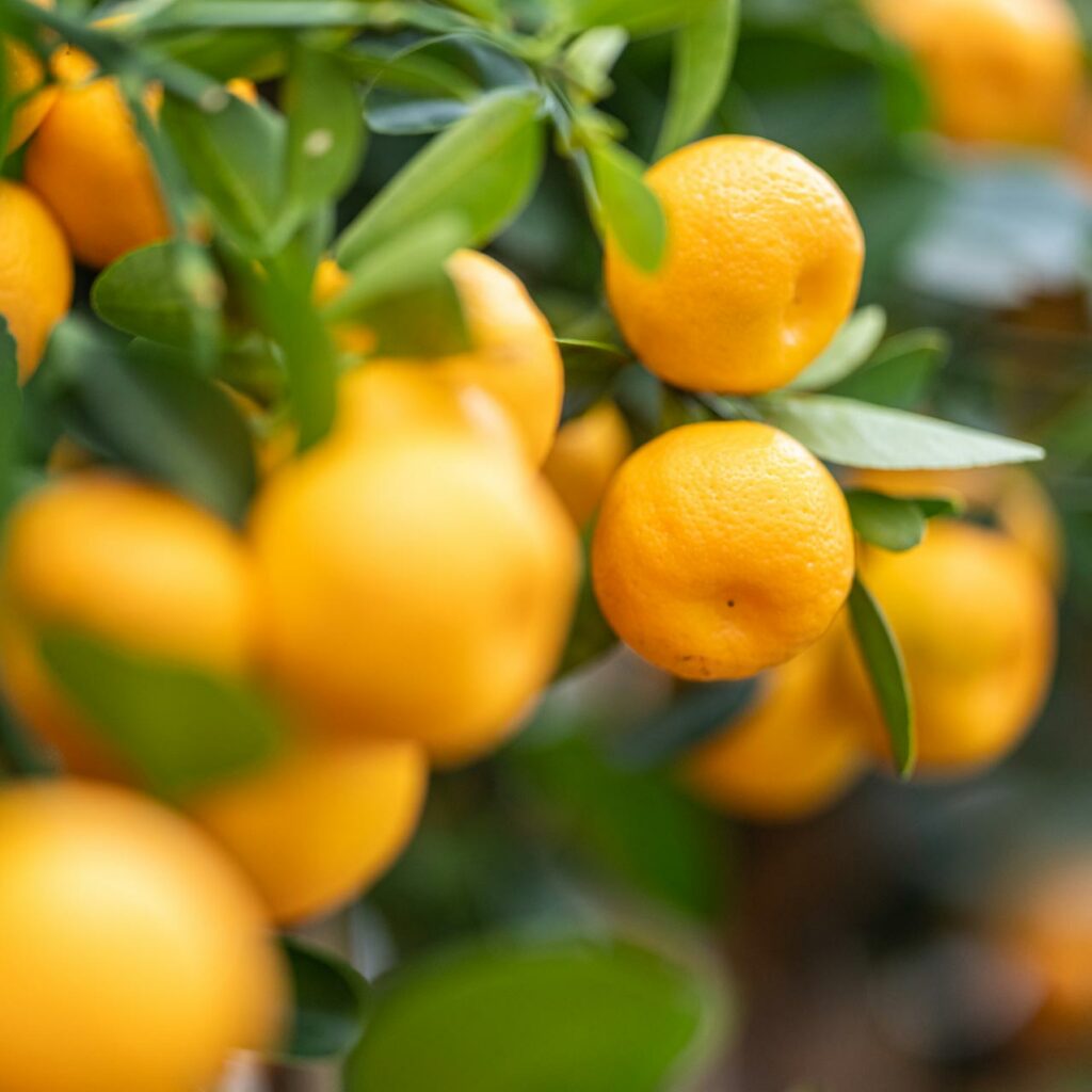 Salzachblume - Gärtnerei, Pflanzengroßmarkt, Dekorationshandel