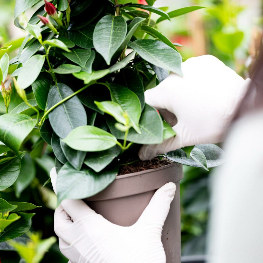 Salzachblume - Gärtnerei, Pflanzengroßmarkt, Dekorationshandel