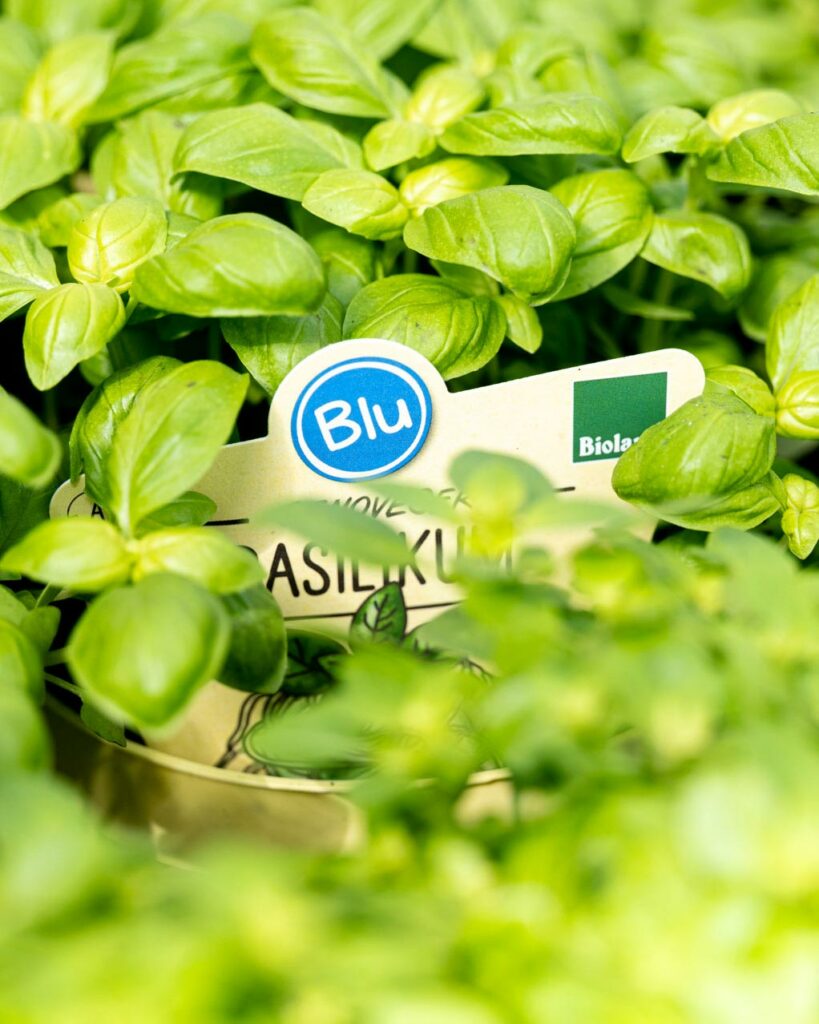 Salzachblume - Gärtnerei, Pflanzengroßmarkt, Dekorationshandel