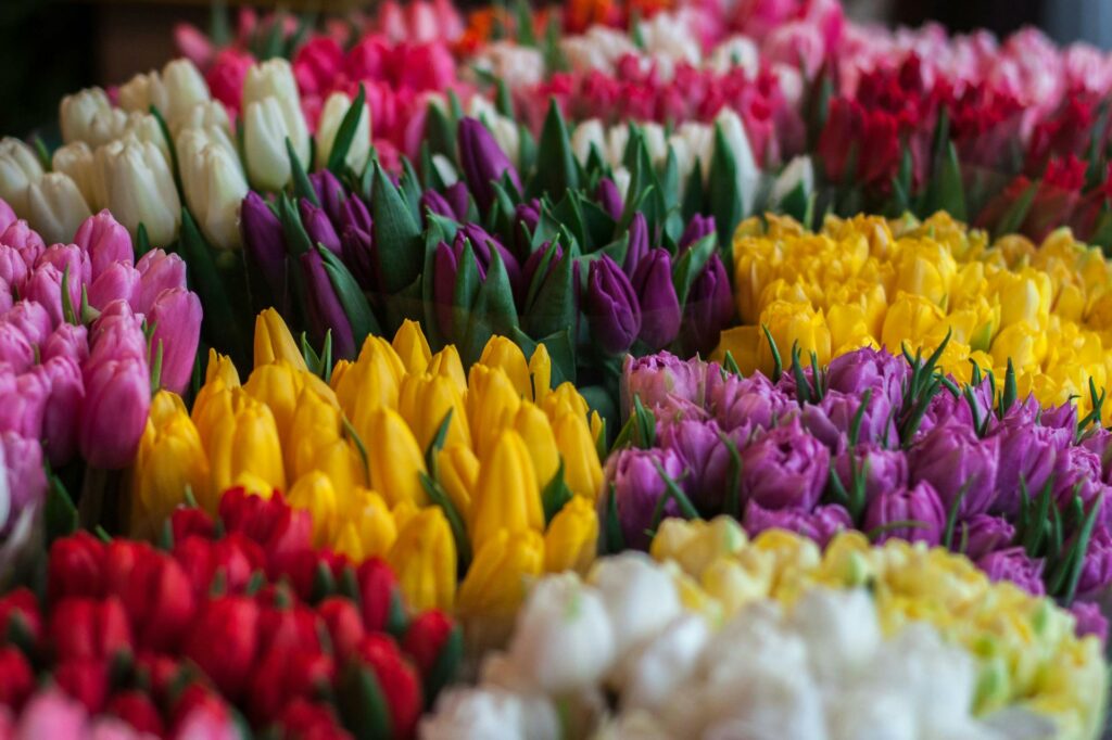 Frische Schnittblumen - Salzachblume