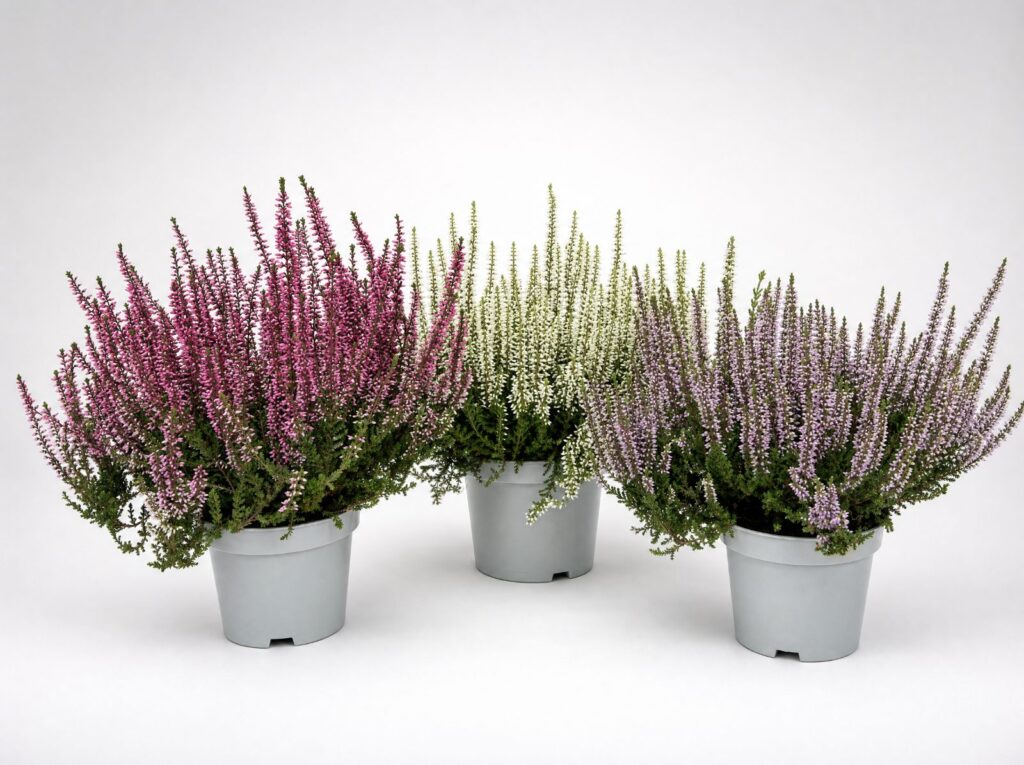 Calluna Garden Girl, drei Toepfe in unterschiedlichen Bluetenfarben, vor hellem Studiohintergrund